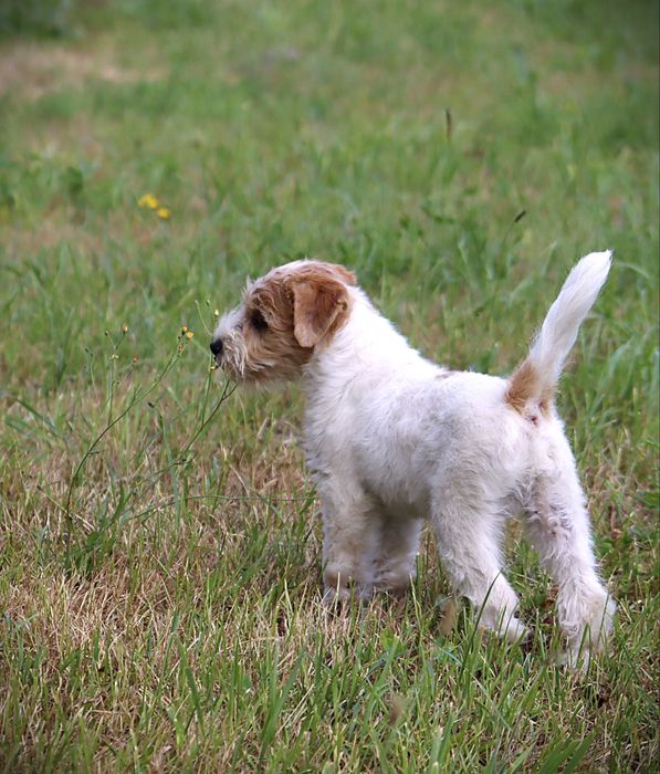 Jack Russell Terrier