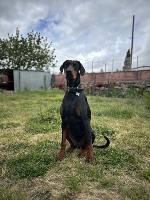 Doação de Doberman fêmea, 4 anos – adoção responsável