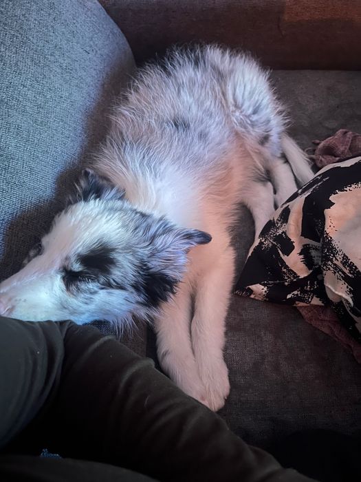 Border Collie blue merle