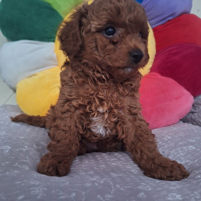 Той пудель хлопчик