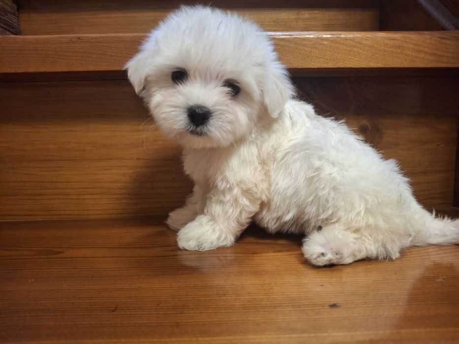 Кукольные девочки Мальтезе.