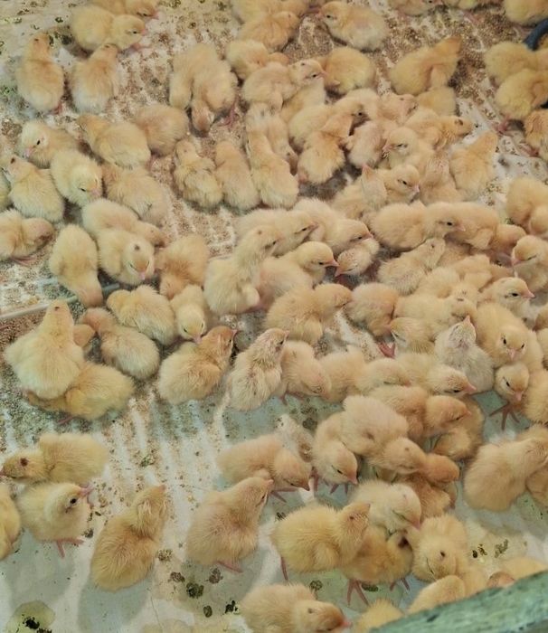 Продам перепілки