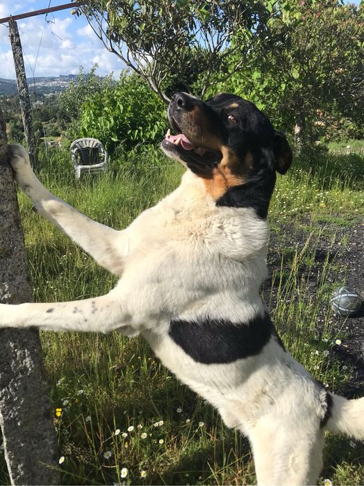 Cães de Gado Transmontano PUROS