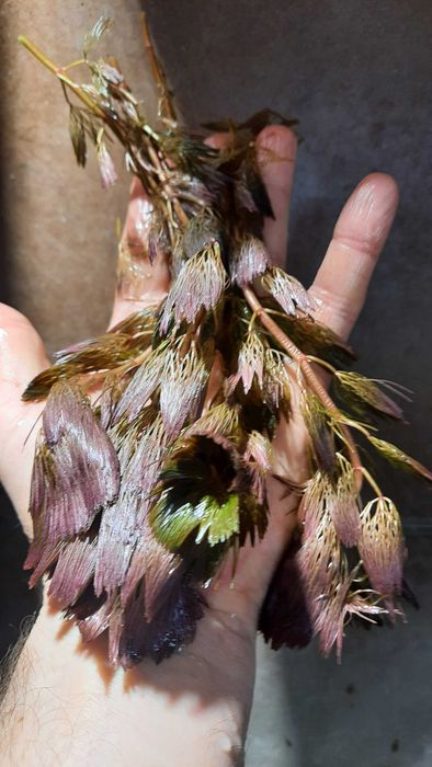 Cabomba Piauhyensis (Cab.red)