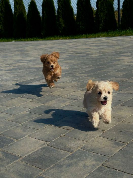 Maltipoo szukają nowego domu