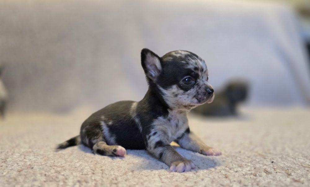 Prześliczny chihuahua merle piesek