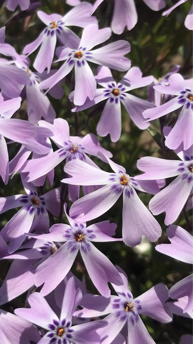 Флокс шиловидний