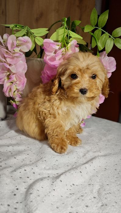 Cavapoo uroczy chłopczyk