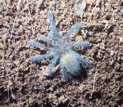 Ptasznik Pterinochilus murinus "Usambara"