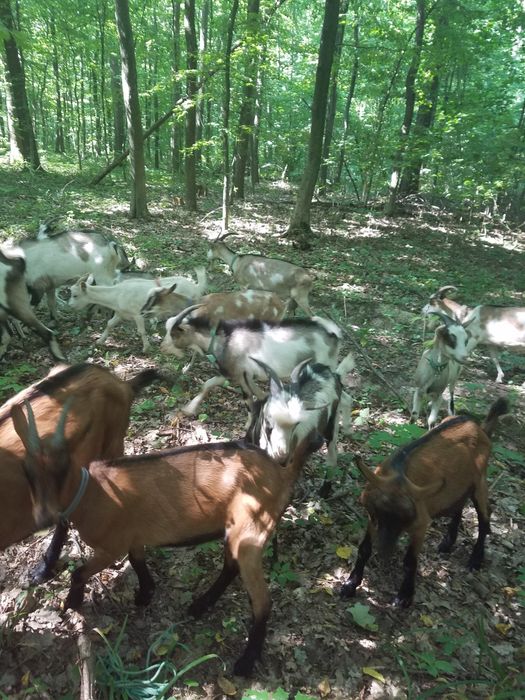 Продам молоді кози