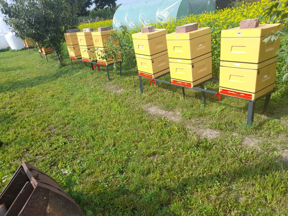 Sprzedam ule z pszczołami dostępne również odkłady.