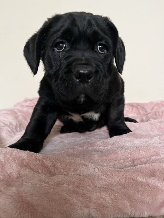 Cane Corso Italiano ,  hodowla Corso Dragon
