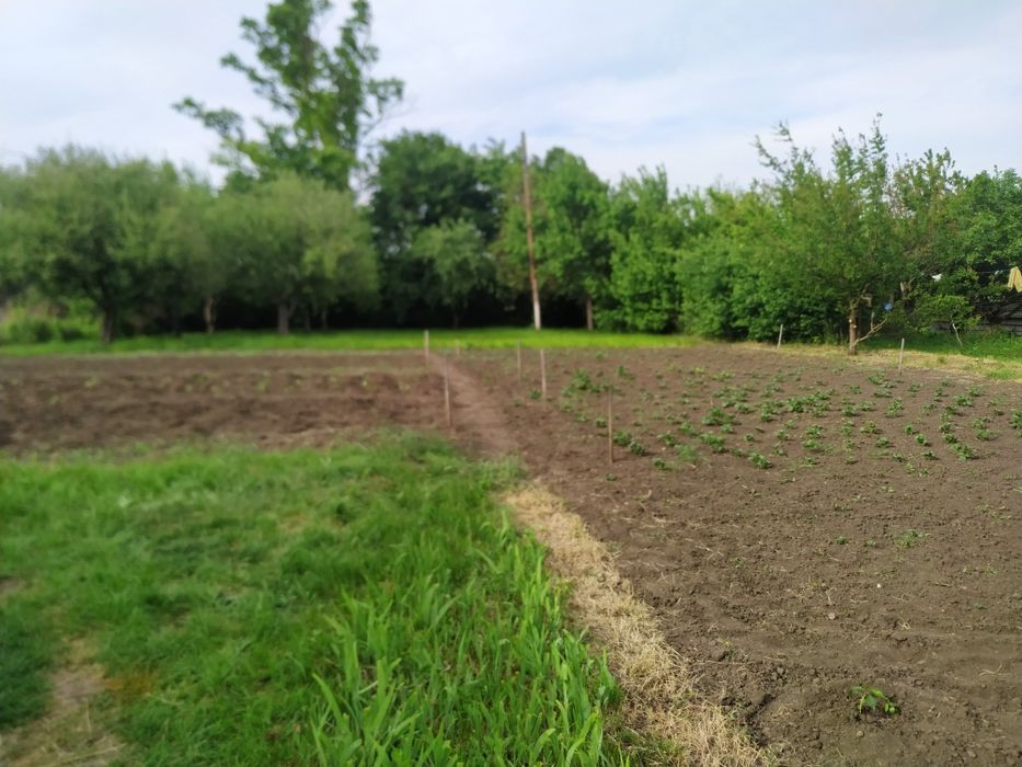 Будинок в с.Перехрестівка