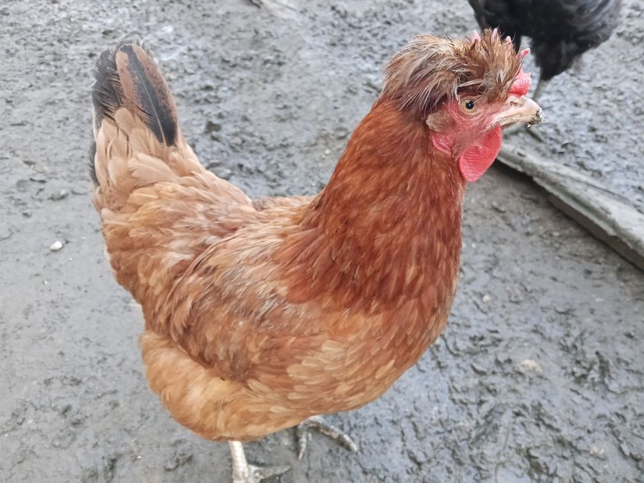 Jaja lęgowe czubatek