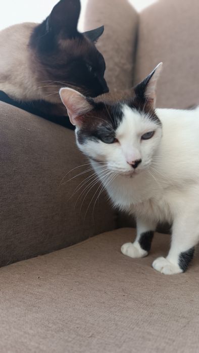 Doação 3 gatos castrados