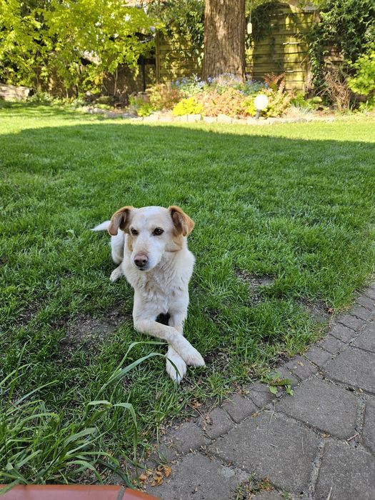 Szukam kochającego domu dla suczki