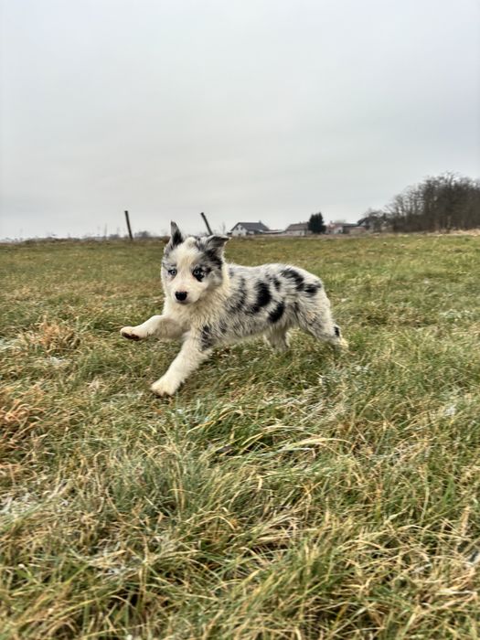 szczeniak border collie