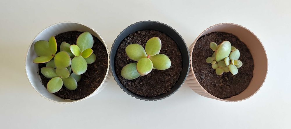 CRASSULA OVATA (Árvore do dinheiro / Jade) em vasos de 13cm