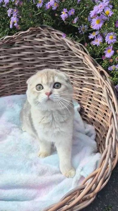 Шотландские вислоухие котята