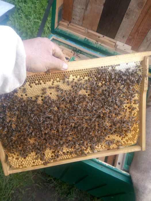 Бджолопакети продаж