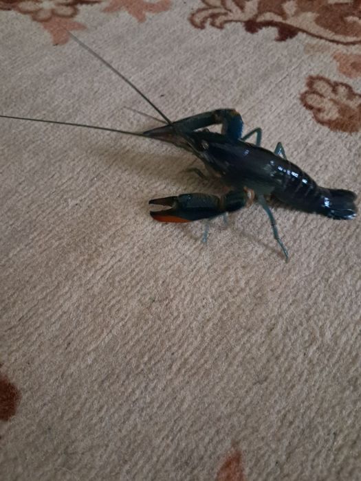 Австралийский Рак