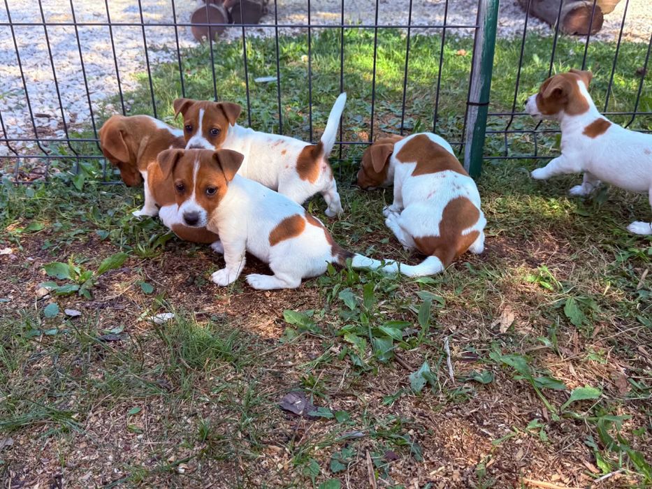 Piesek jack russell terrier
