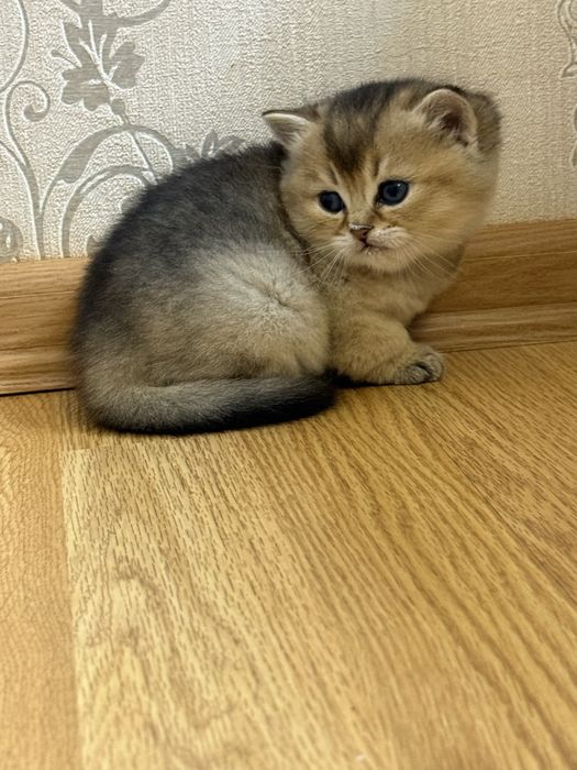 Котята золота шиншила