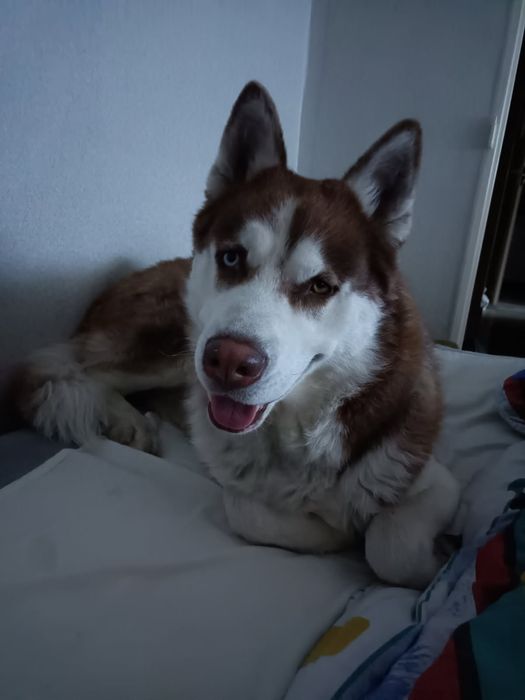 Oddam psa husky, 3 letni