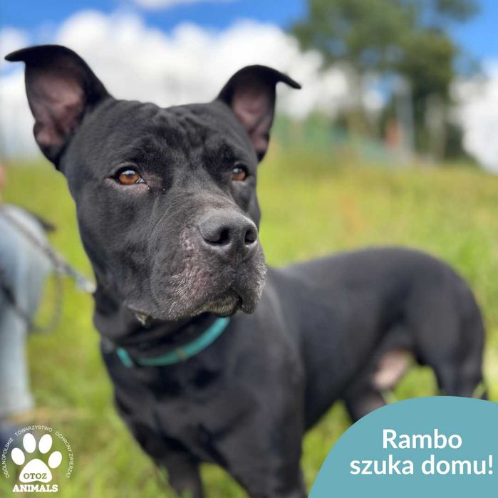 Rambo szuka domu!