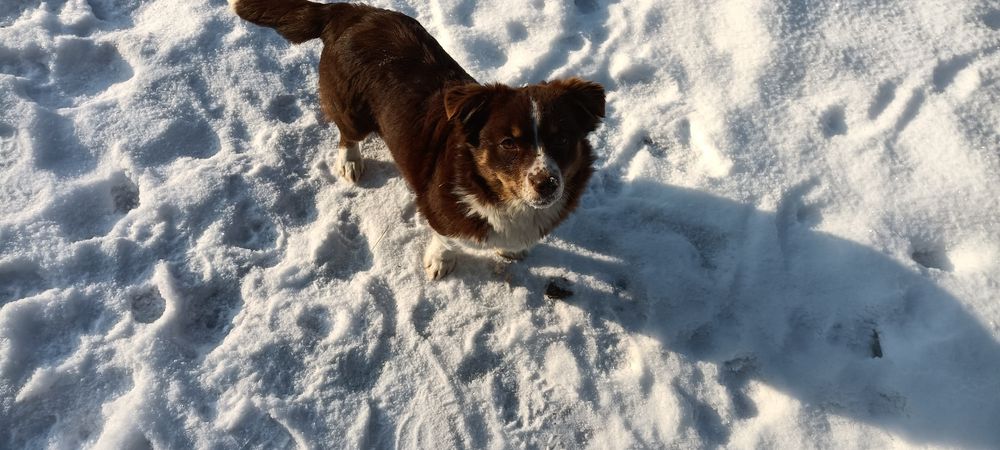 В добрі руки безкоштовно 
Віддається собака — дівчинка, 6 місяців.
Г