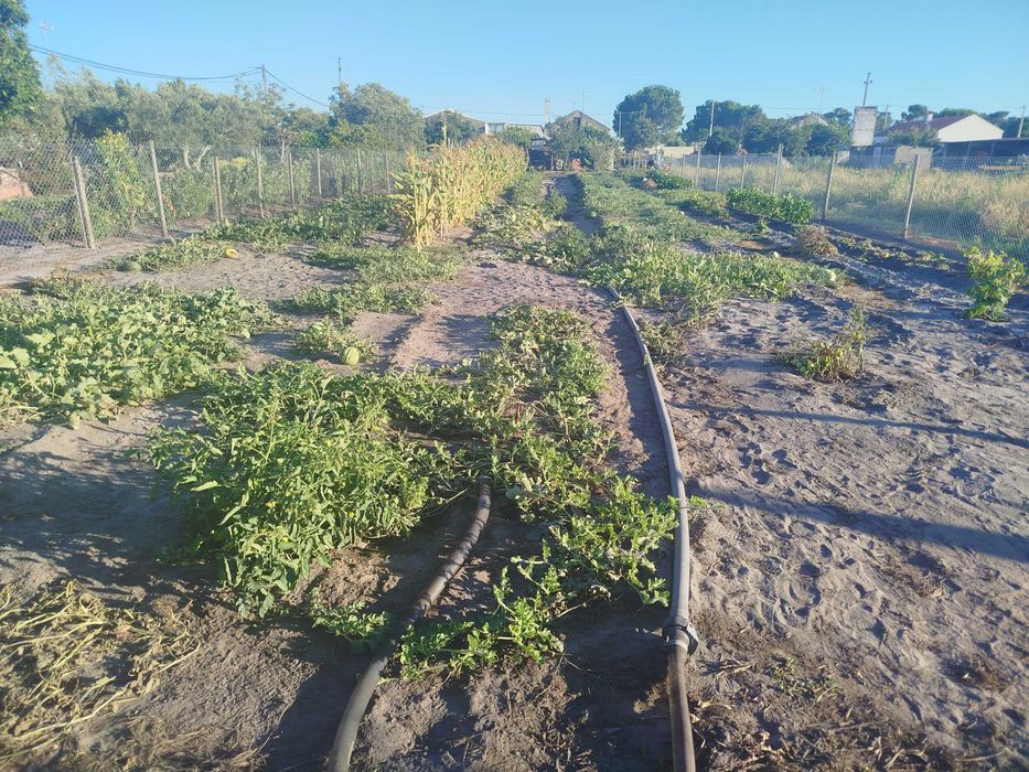 Vende-se pequena quinta nos arredores de Grândola