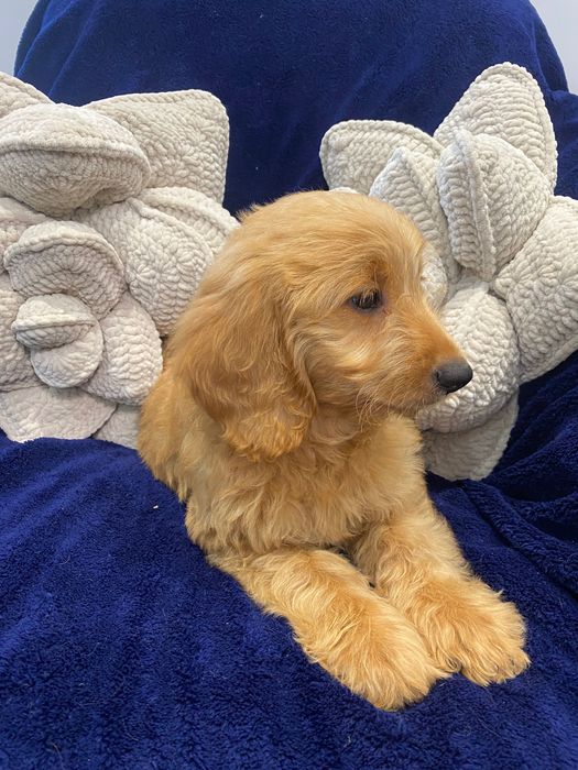 Sprzedam pięknego labradoodle