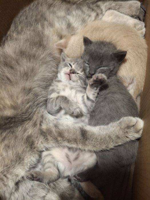Віддам котят в добрі руки, кошенята