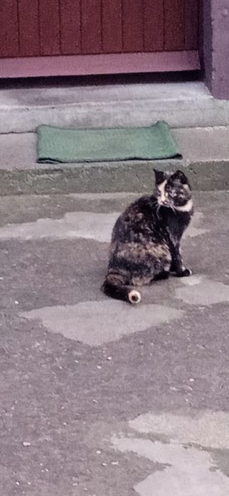 Kotki do adopcji za darmo