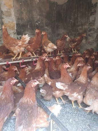 Несчка ломан браун Вік 11-12 місяців