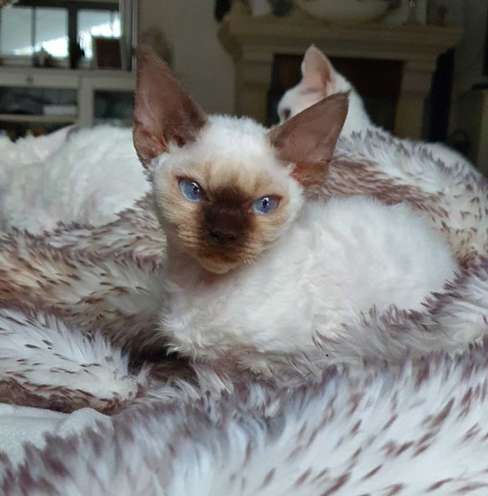 Kot Devon Rex Kociak Devon Devonek Rex Kociak