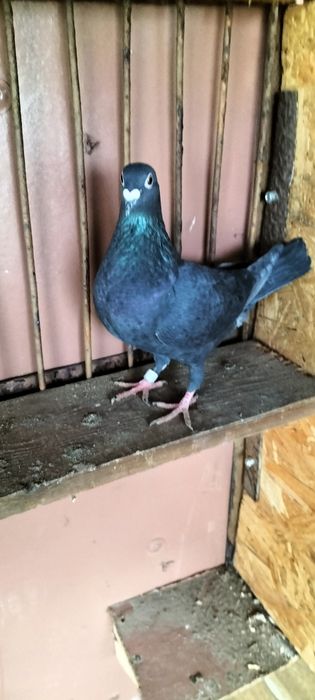 Gołębie pocztowe: tygrysy i mulemansy