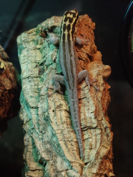 Lygodactylus kimhowelli gekon dzienny jaszczurka
