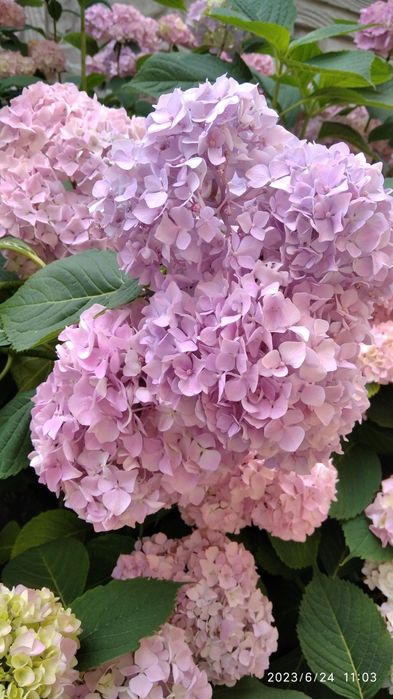 Продаются гортензии