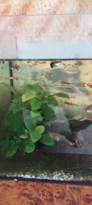 Гупии Вознесенск