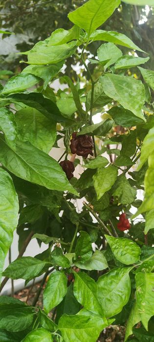 Pimentas Carolina Reaper Frescas