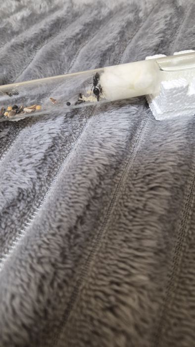 Мурахи Messor struktor/ чи просто інкубатор з ареною без мурах