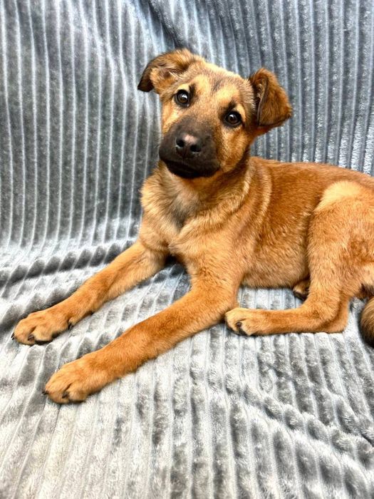 Неймовірно ніжна Амі шукає найкращих людей!