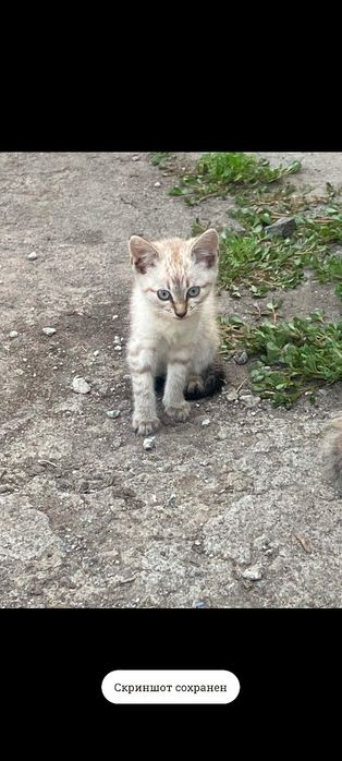 Котики в добрі руки