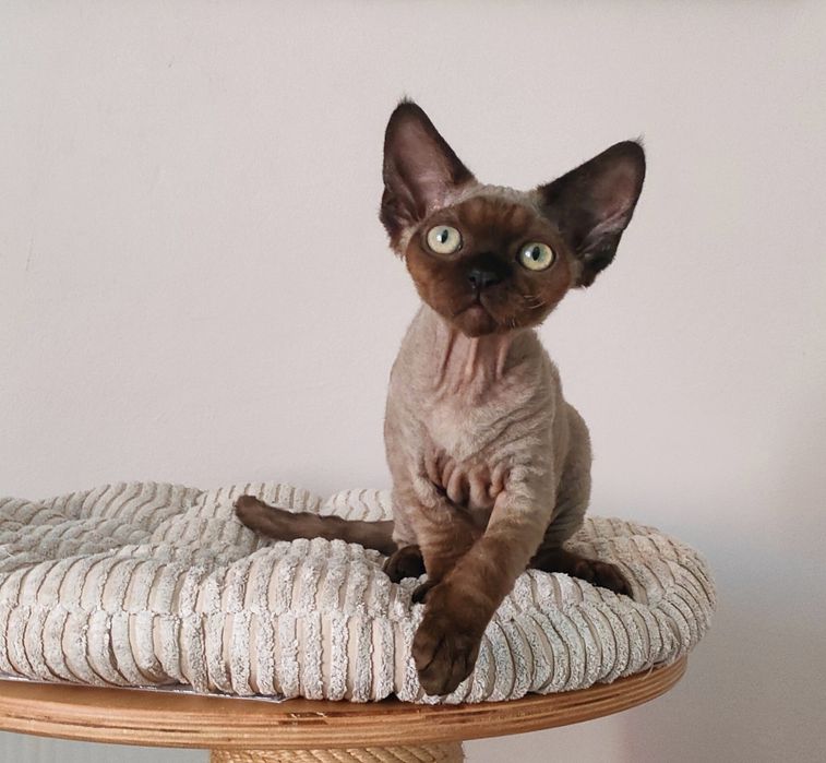 Uroczy kocurek Devon Rex szuka kochajacego domu.