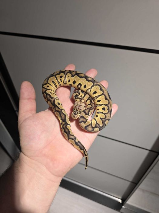 Wąż Spotnose Pastel Clown 100% het Desert Ghost królewski