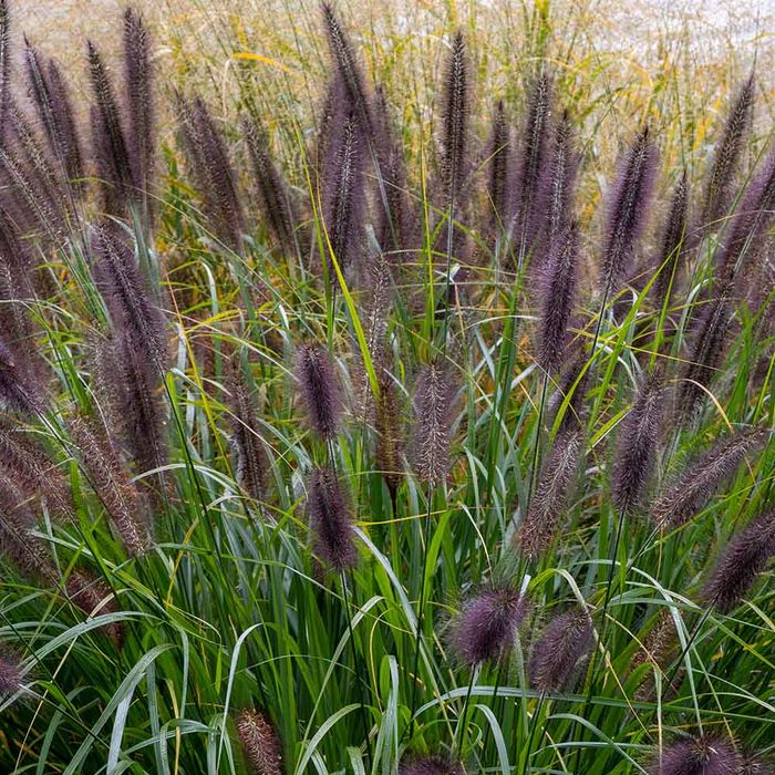 Rozplenica Viridescens 3L