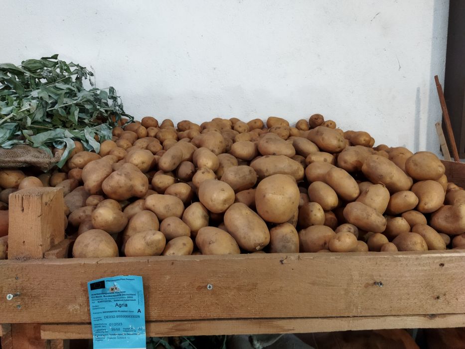 Batatas Biológicas 20 a euros a saca