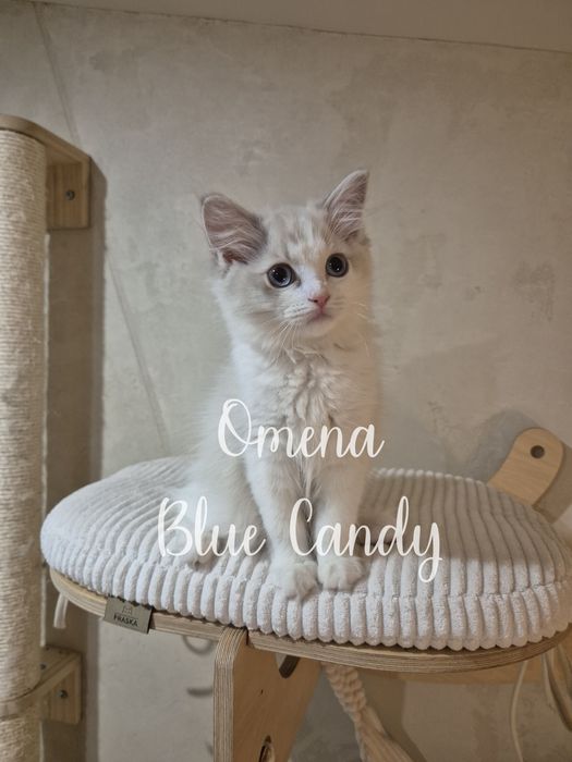 Kotka Ragdoll Omena Blue Candy Pl FPL Warszawa