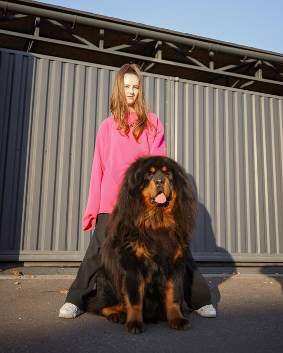 Тибетський мастиф, парування (вязка)